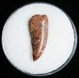 Raptor Tooth From Morocco - #11240-1